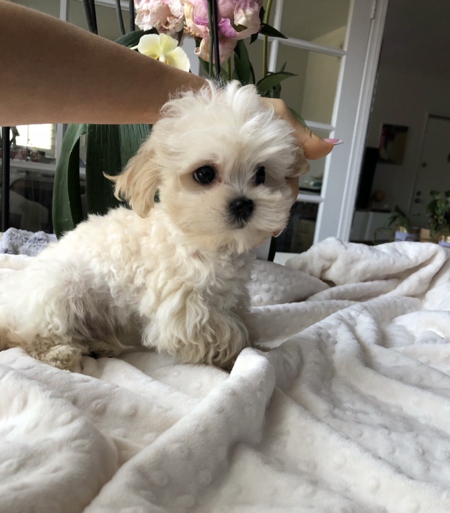 Tiny Baby doll teacup puppy! los angeles - iHeartTeacups