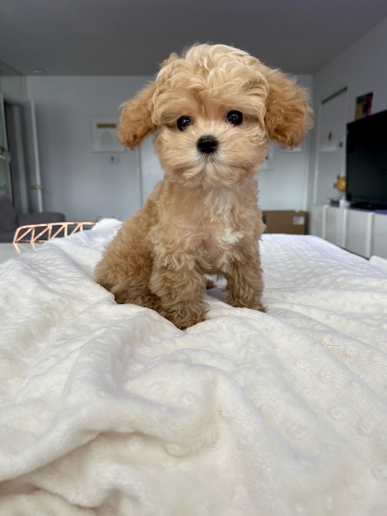 Teacup Maltipoo Puppy For Sale Los Angeles California - Iheartteacups