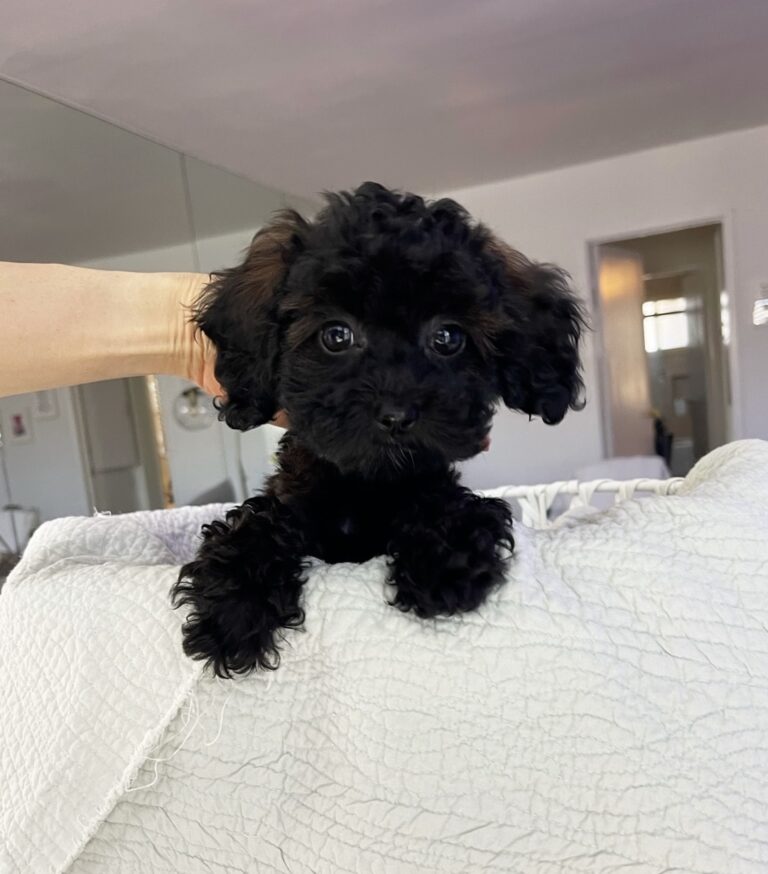 Teacup Black Poodle Puppy For sale ! iHeartTeacups